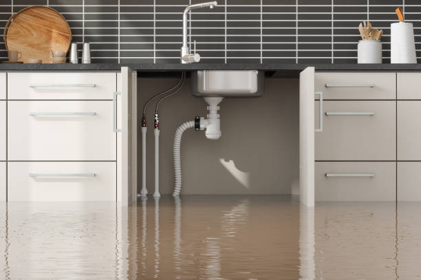 Best Professional water damage repair  in Escobares, TX